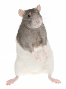 standing rat used for organic pet food products